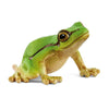 Europäischer Laubfrosch